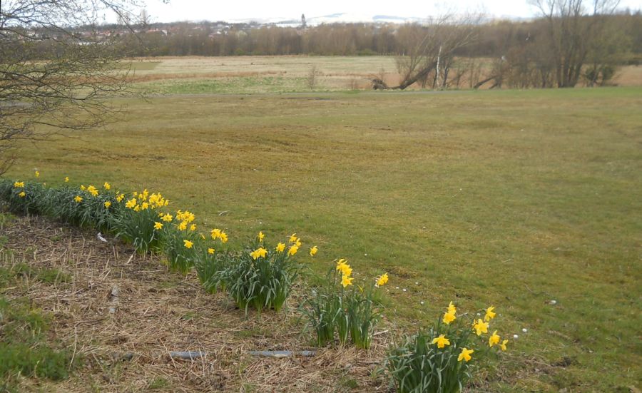 Daffodils at Springtime in Robroyston Park