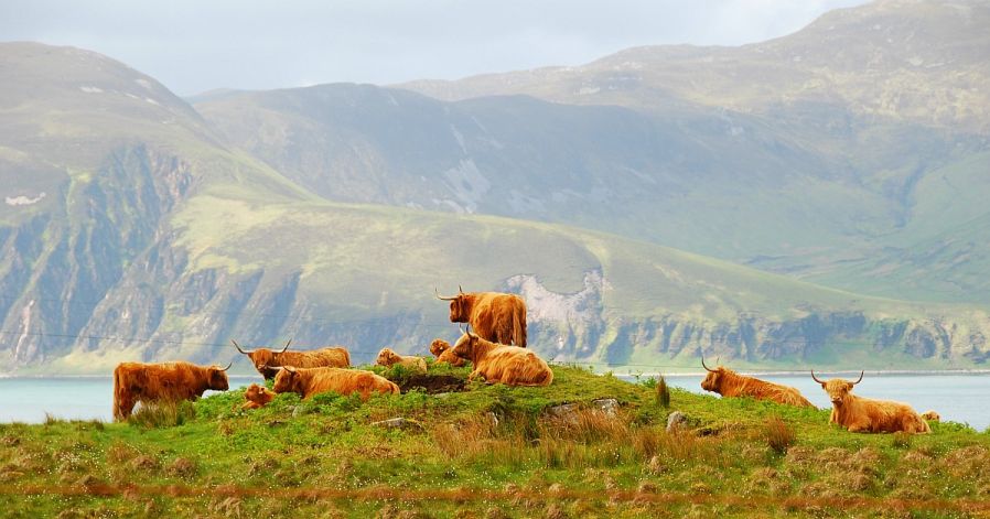 Highland Cattle on Jura