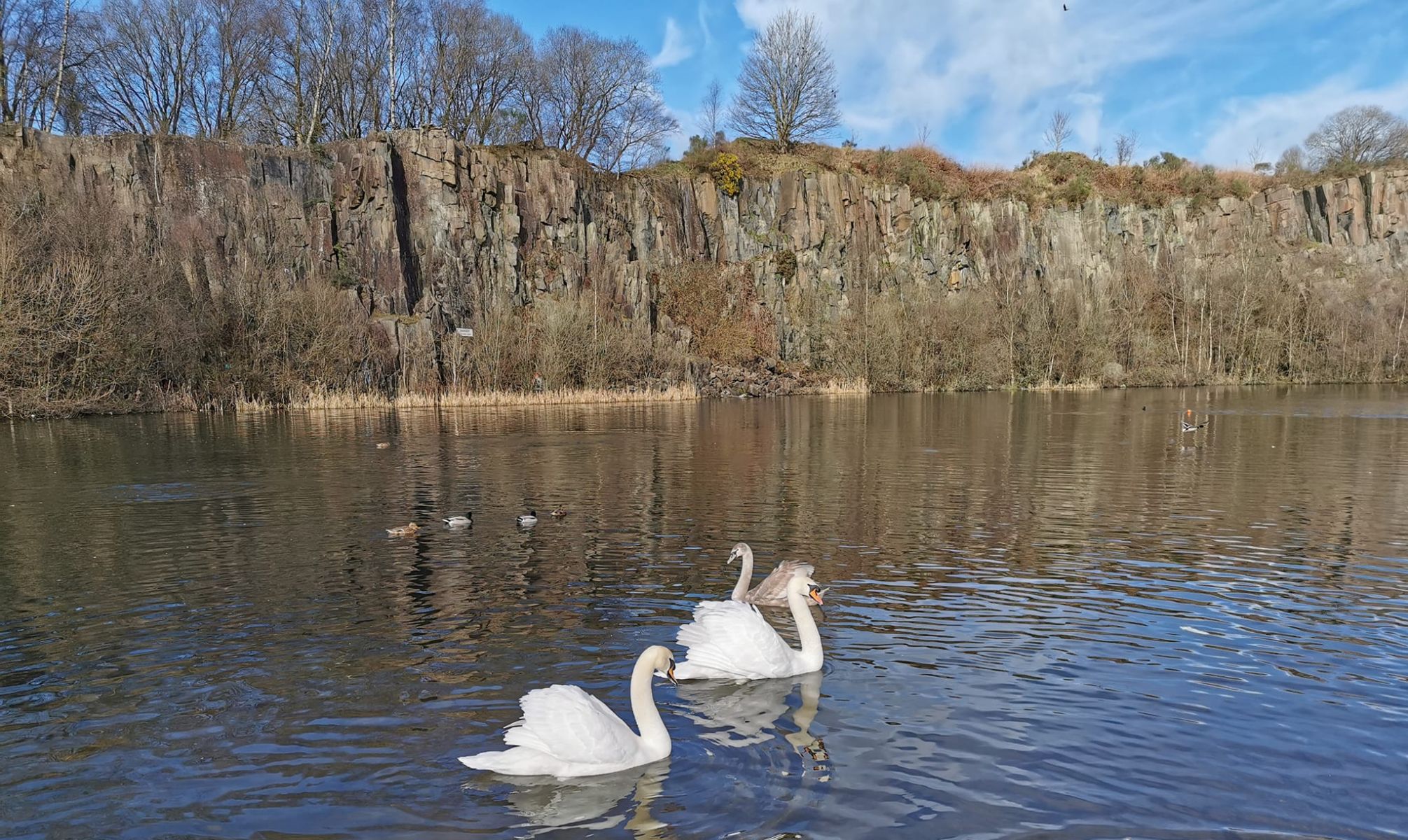 Swans in quarry at Auchinstarry Park at Kilsyth