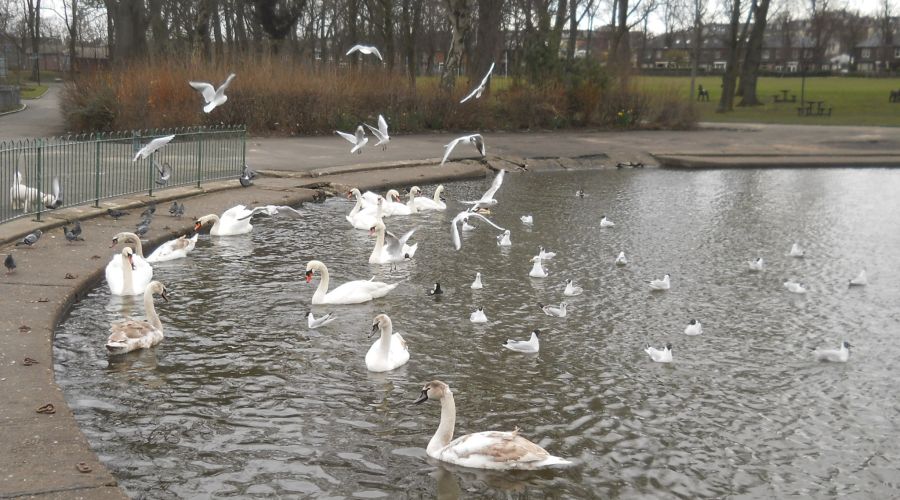 Swans in Victoria Park in Glasgow