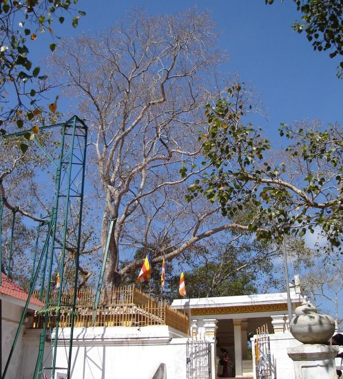 Sri Maha Bodhi - the sacred bodhi tree at Anuradhapura