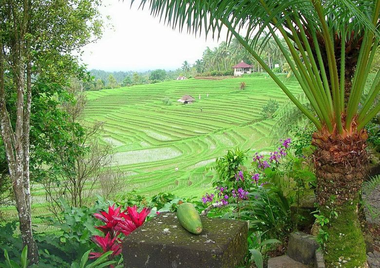 Rice Terraces at Ubud on the Indonesian Island of Bali