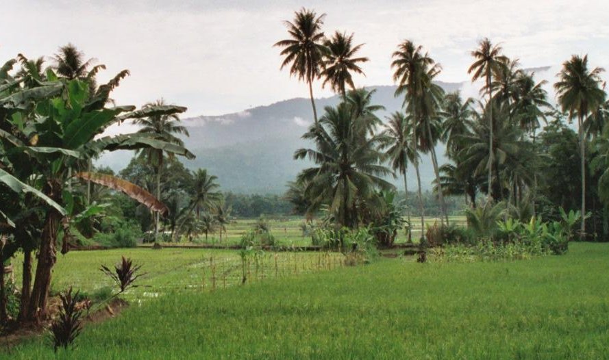 Rice Paddies near Bukittinggi in Sumatra