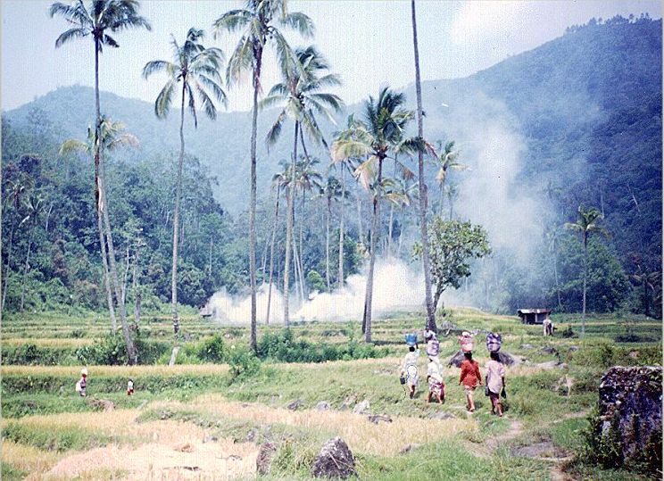 Rice Terraces near Bukittinggi in Sumatra