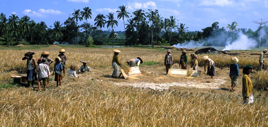 Harvesting Rice in Sumatra