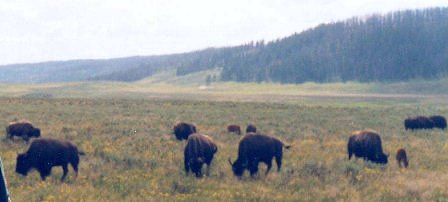 Bison in Yellowstone National Park, USA