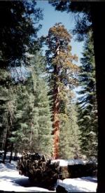 G-sequoia.jpg