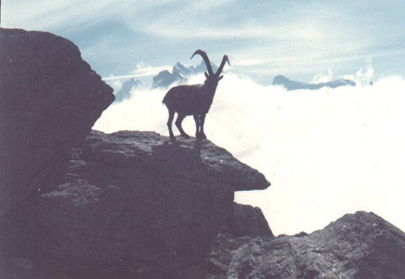Ibex on ascent of the Jungfrau