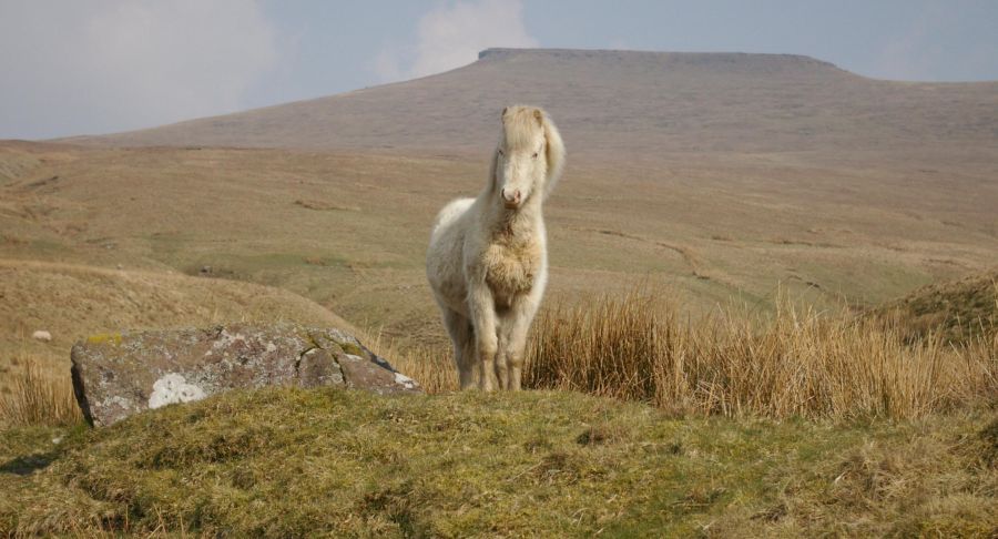 Welsh Mountain Pony in the Brecon Beacons