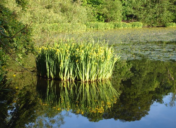Kilmardinny Loch in Bearsden