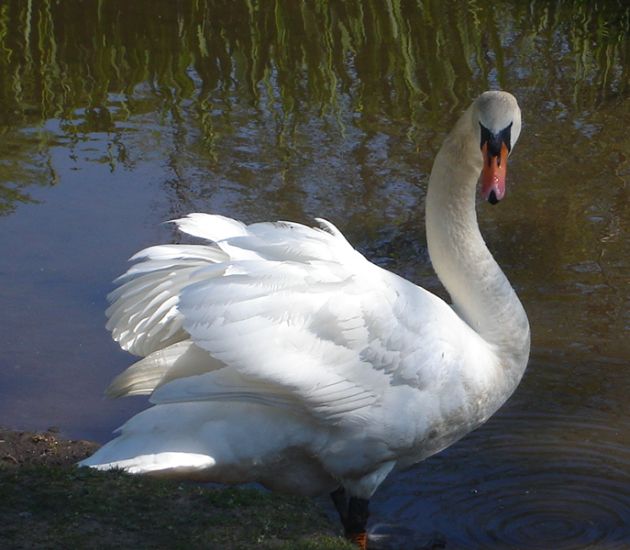 Swan at Kilmardinny Loch in Bearsden