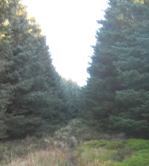 Path through forest to Pappert Hill