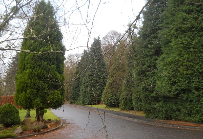 Trees in Castle Gardens Road