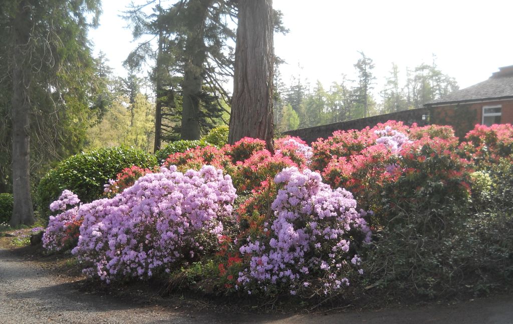 Rhododendrons at Carbeth Estate