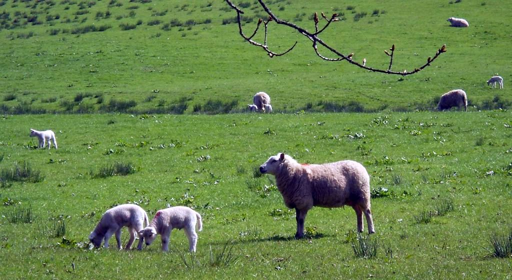 Spring lambs on Carbeth Estate