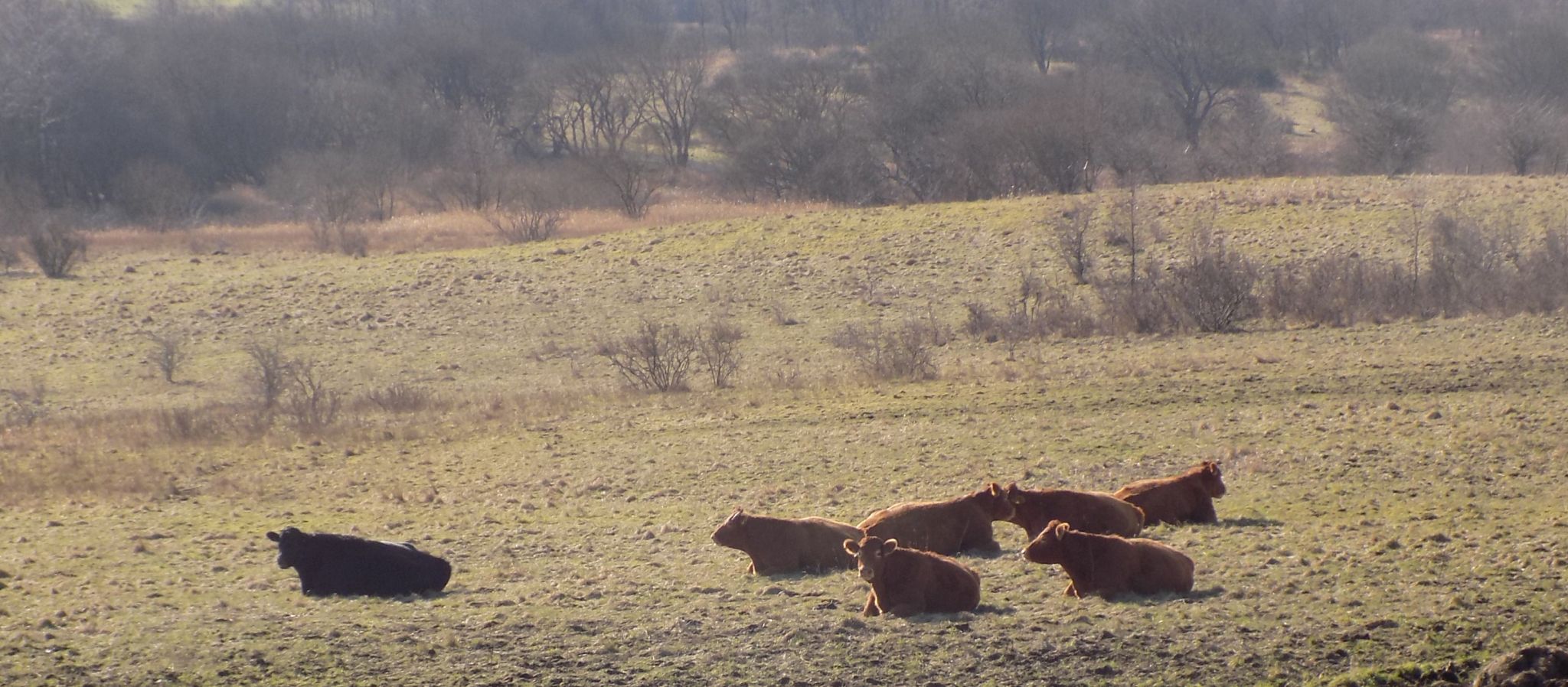 Cattle at Dumbreck Marsh