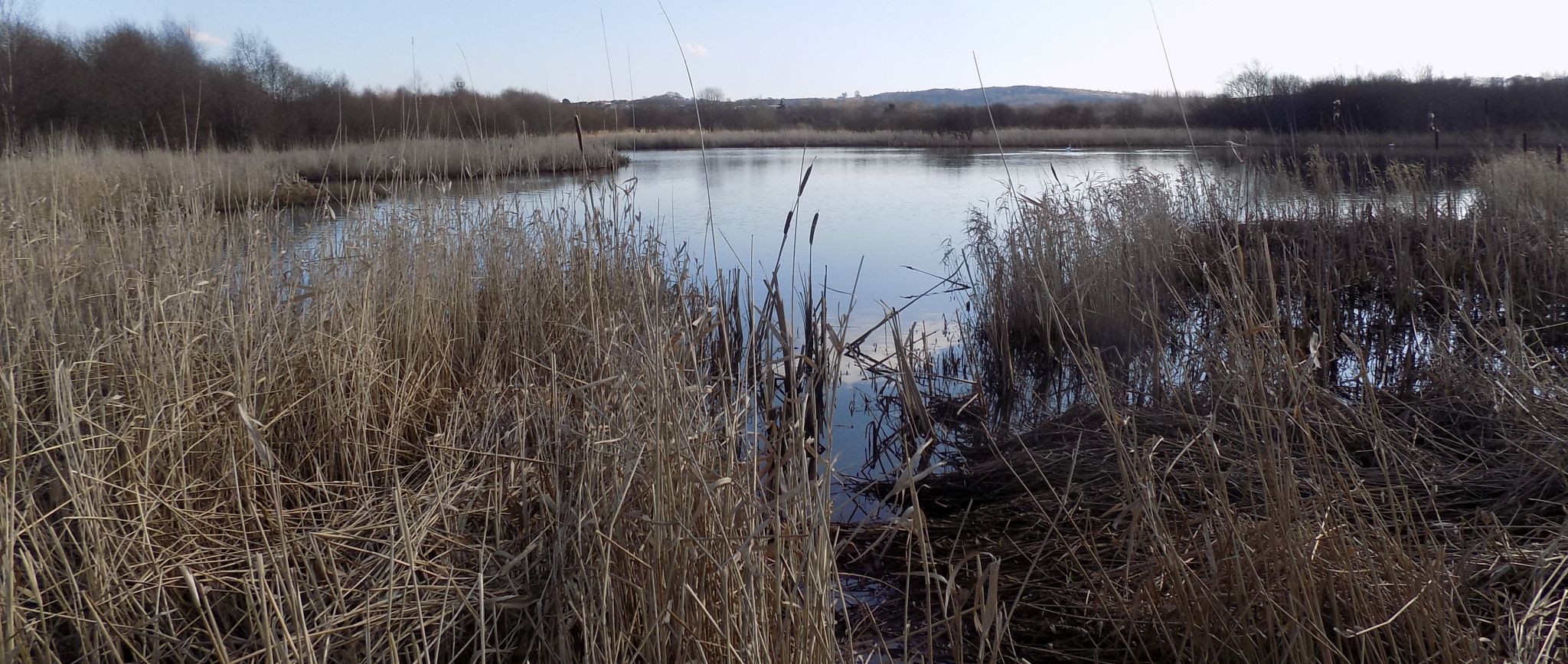 Pond at Dumbreck Marsh