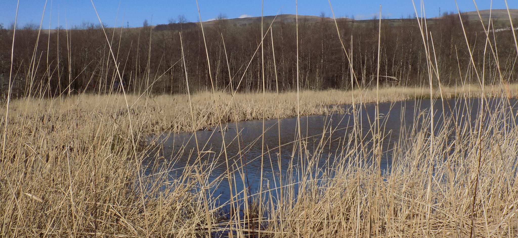 Pond in Dumbreck Marsh