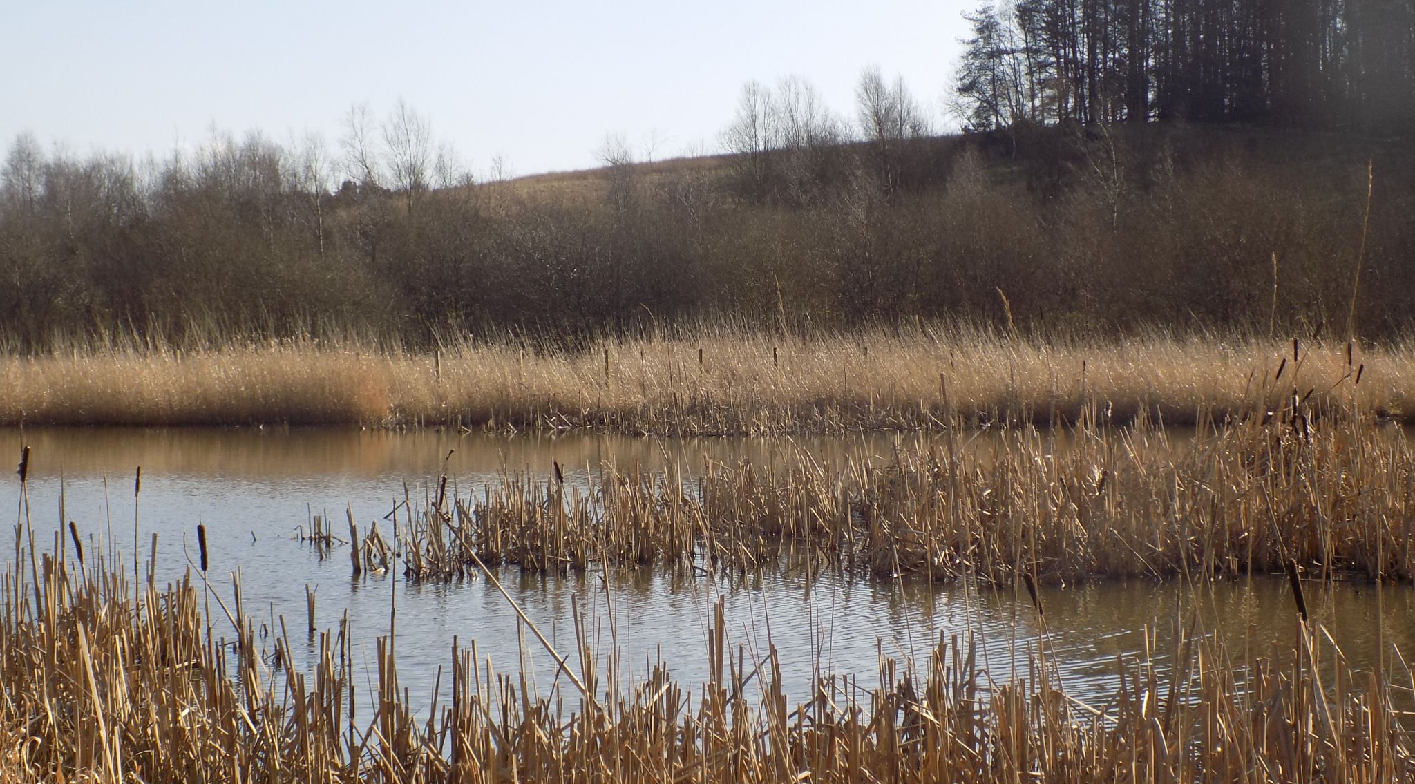 Pond at Dumbreck Marsh