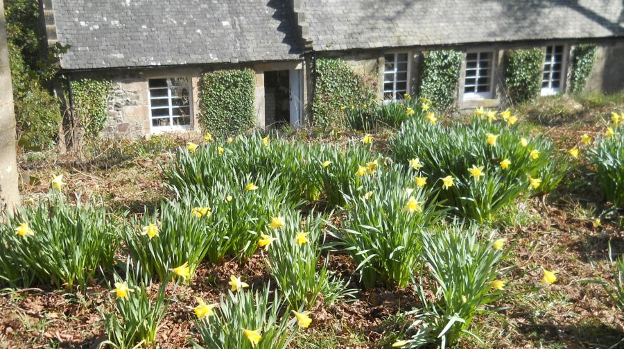 Daffodils at the Old Laundry building in Finlaystone Country Park