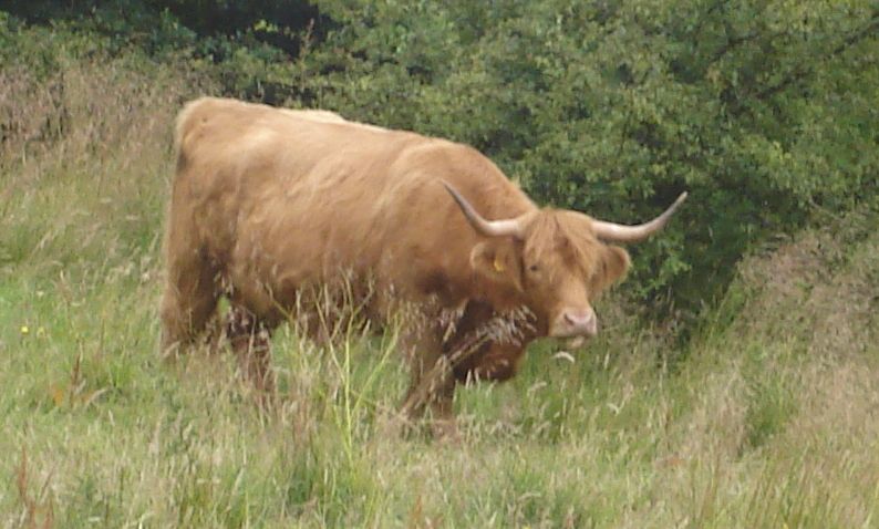 Highland Cattle in Dawsholm Park