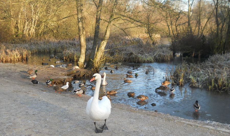 Swan and ducks at Kilmardinny Loch in Bearsden