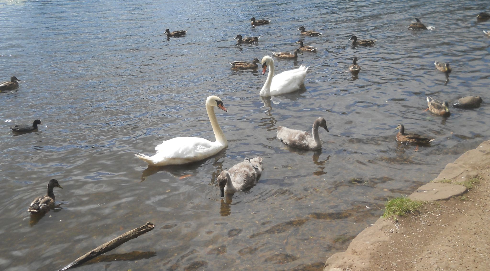 Water Birds at Kilmardinny Loch in Bearsden