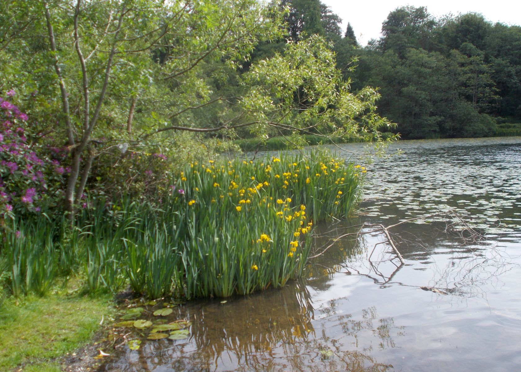 Iris at Kilmardinny Loch in Bearsden