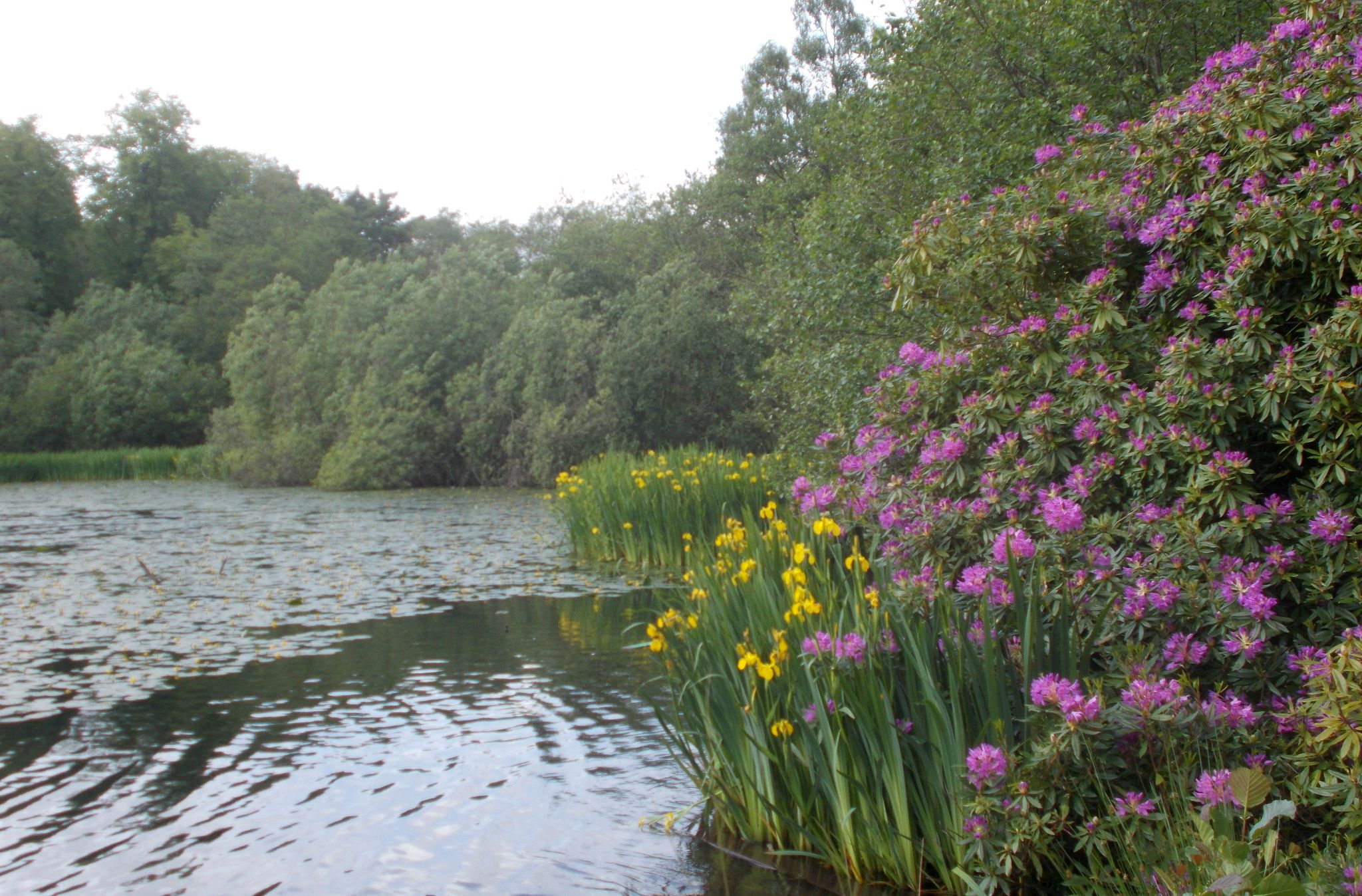 Iris and Rhododendrons at Kilmardinny Loch in Bearsden