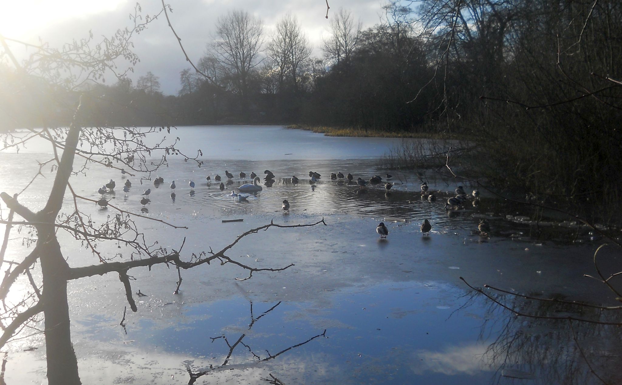 Winter at Kilmardinny Loch in Bearsden