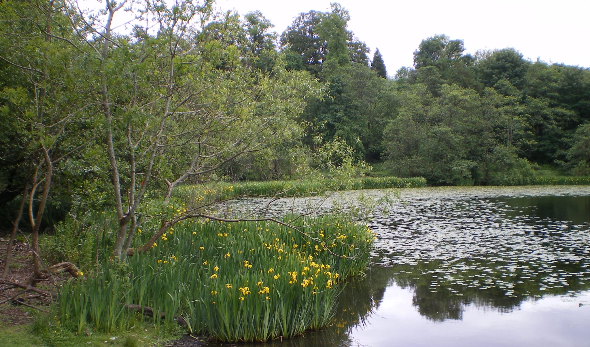 Kilmardinny Loch in Bearsden