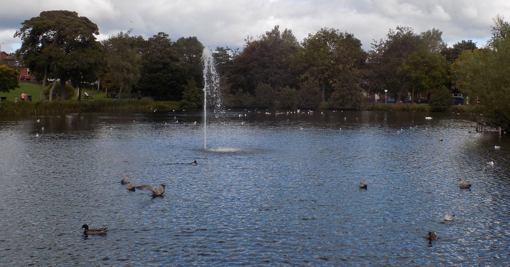 Pond in Kay Park