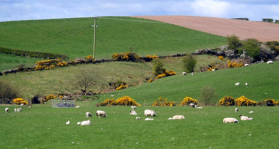 Fields adjacent to Kipperoch Road