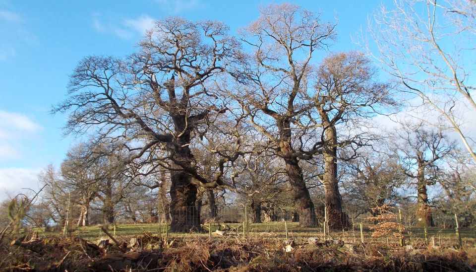 Ancient Cadzow Oak Trees in Chatelherault Country Park