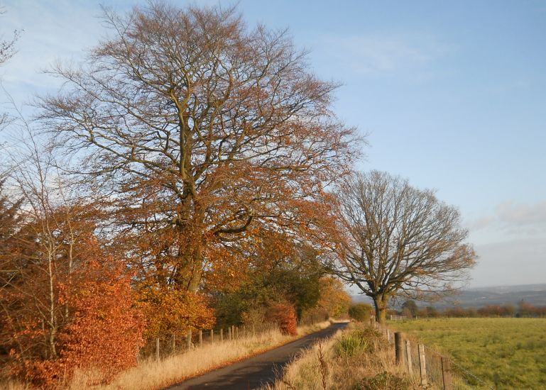 Road from Lennox Forest to Lennoxtown