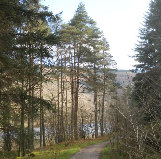 Pine trees alongside Loch Ard