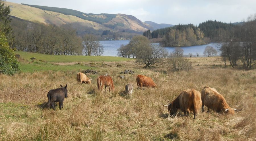 Highland Cattle at Loch Ard