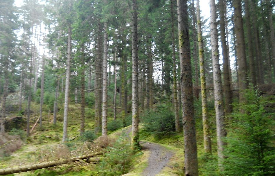 Trail through pine forest