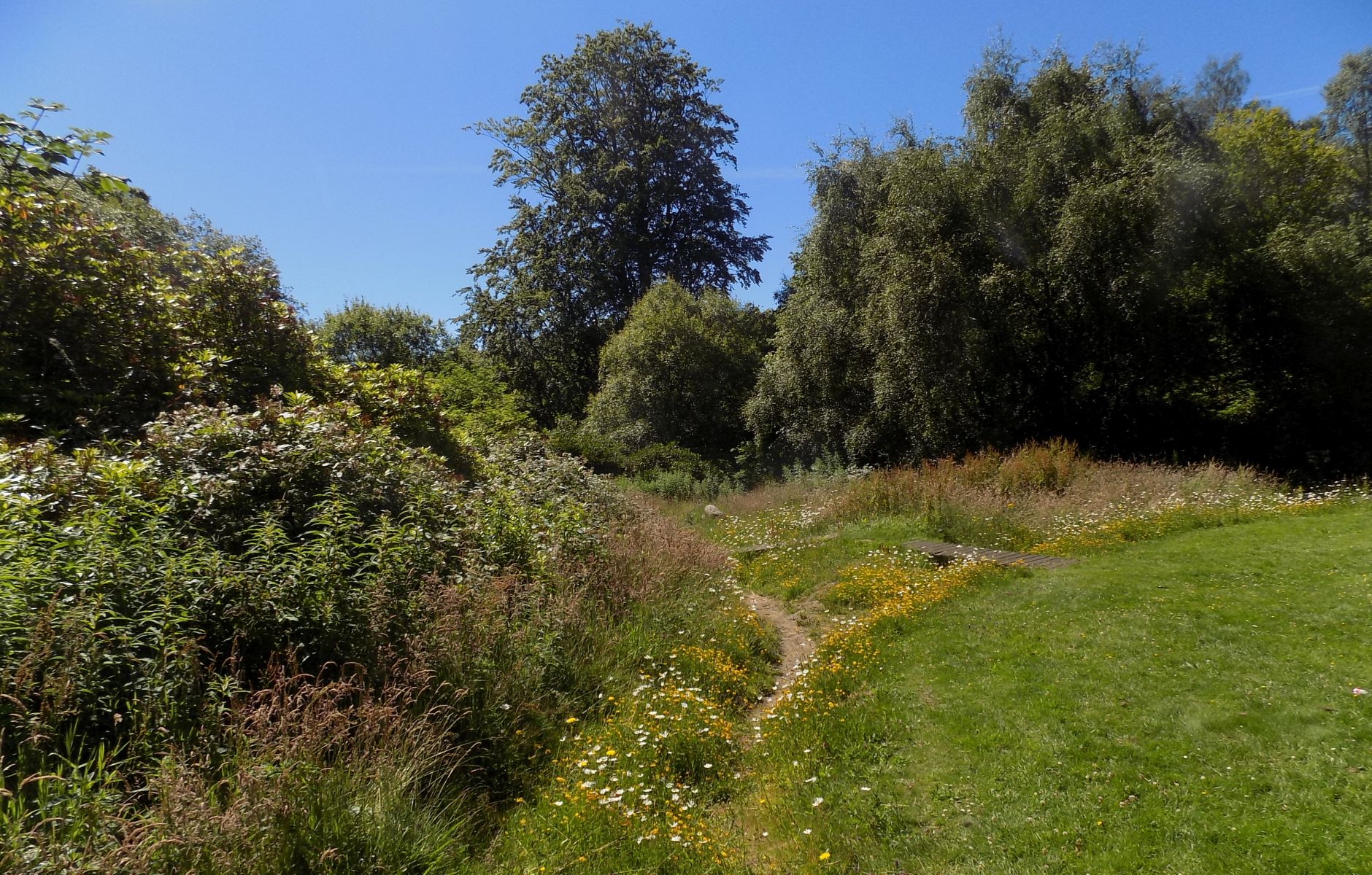 Wild Flowers and Woodlands in Plean Park