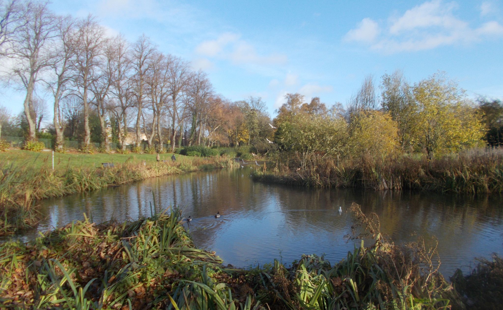 Pond in Maxwell Park