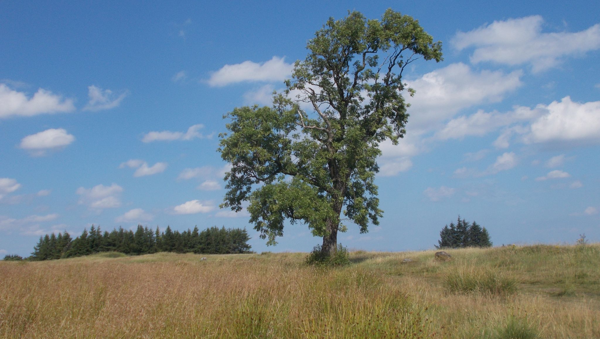 Lone tree on Gleniffer Braes