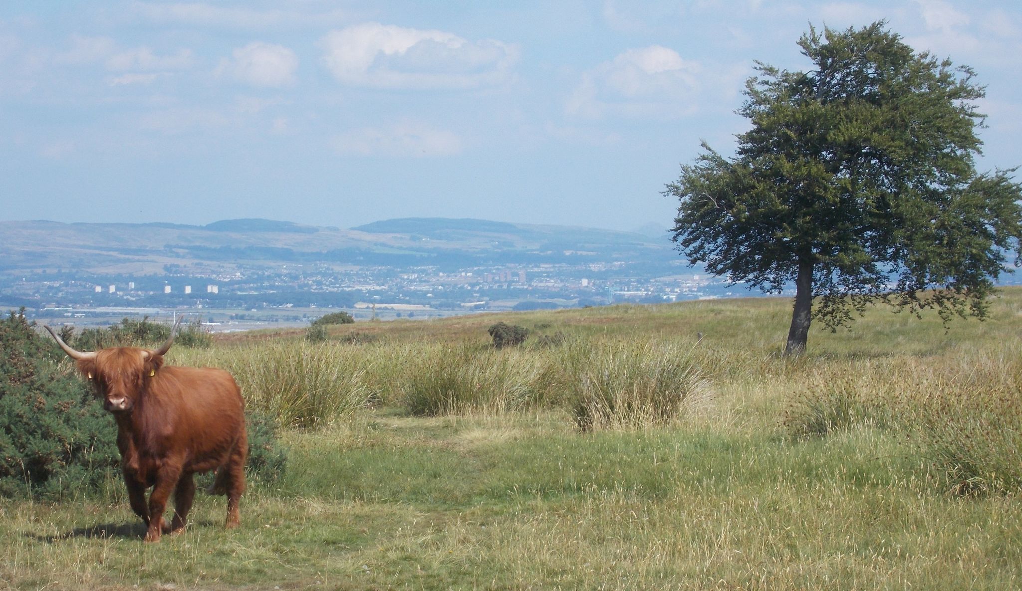Highland Cattle in Gleniffer Braes Country Park