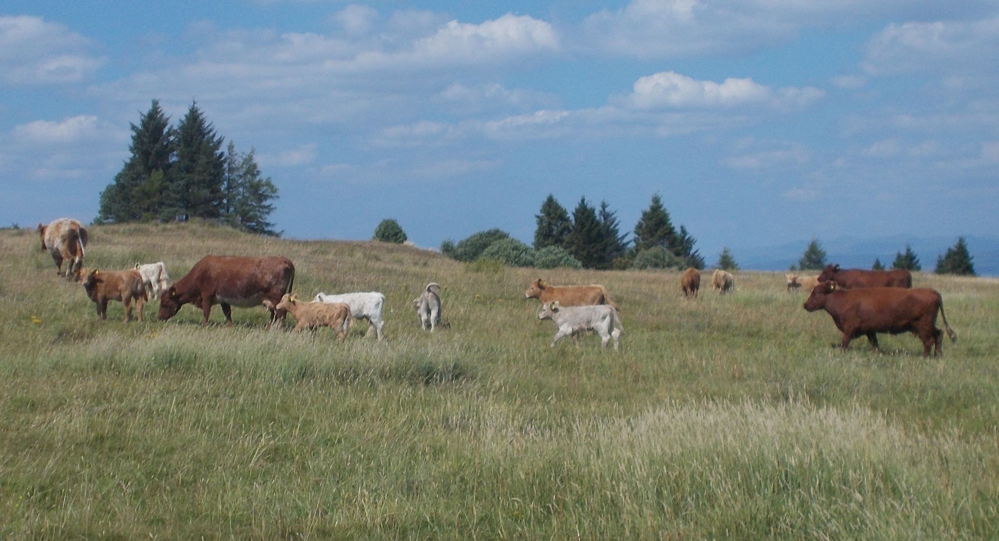 Cattle in Gleniffer Braes Country Park
