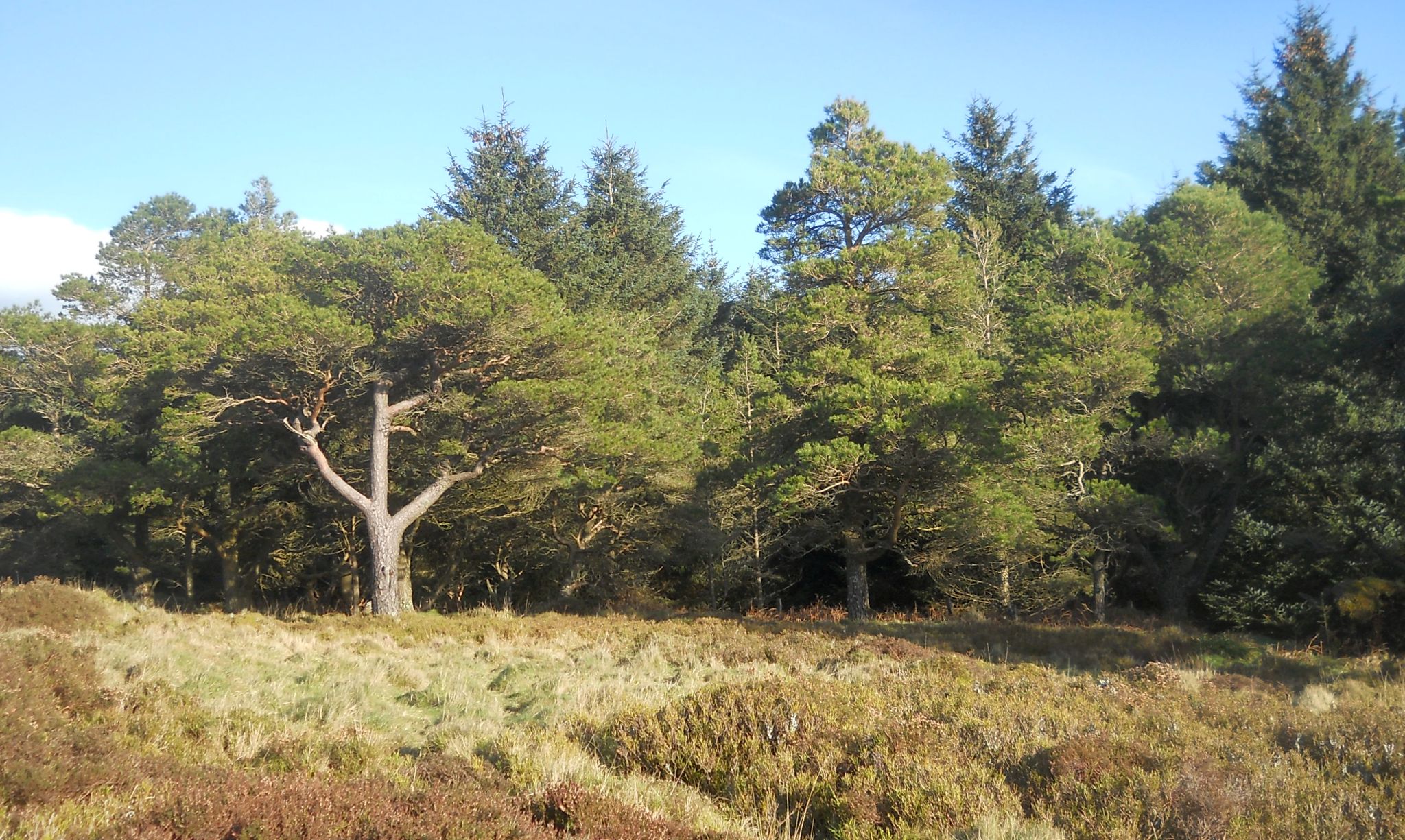 Pine Forest on Lewis Hill
