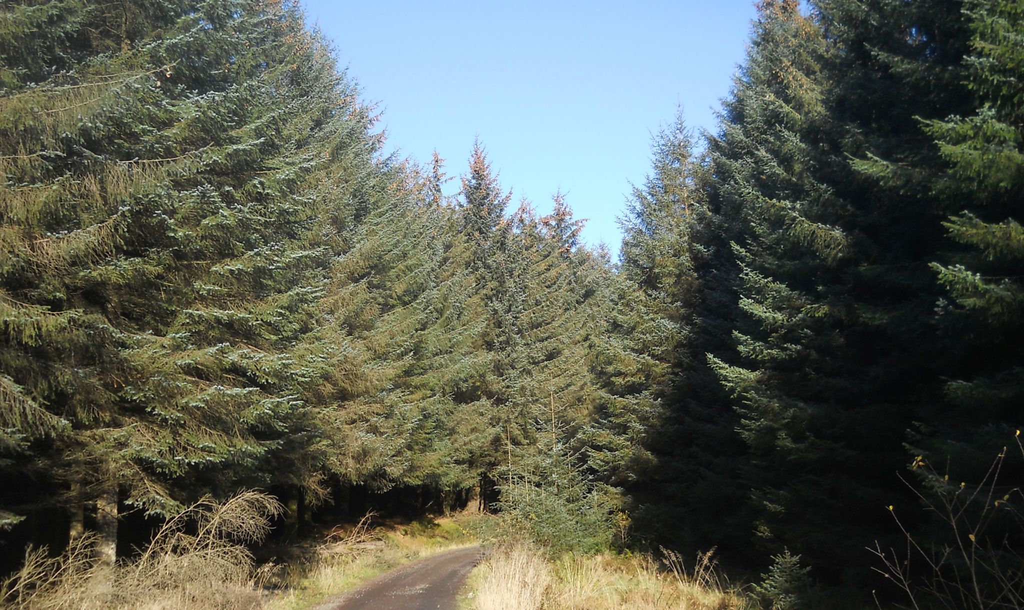 Forestry plantation on approach to Burncrooks Reservoir