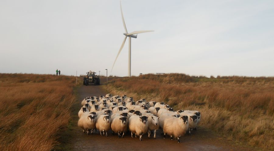 Sheep at Whitelee Windfarm